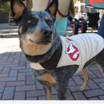 Perro gracioso vestido de Cazafantasmas o Ghostbusters