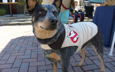Perro cazafantasmas!