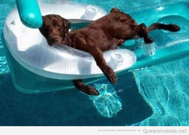 Foto graciosa de un perro tirado en una colchoneta en la piscina