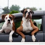 Perros graciosos haciéndose los chicos manos en la ventana del coche