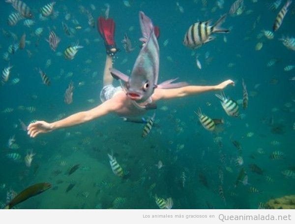 Foto graciosa de un pez jodiendo la foto a un buceador