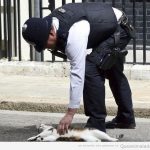 Policía detiene a un gato en el suelo