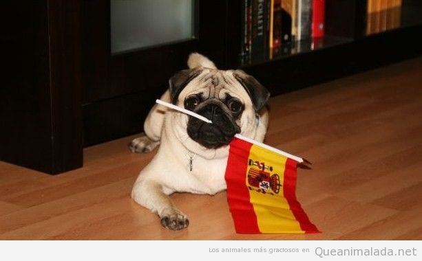 Pug o carlino gracioso con bandera España animando a la Roja