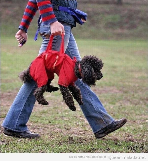 Mujer paseando al perro como si fuese un bolso de mano