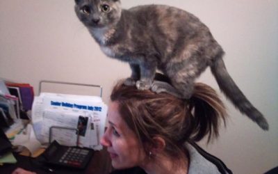 Mi gato no me deja trabajar en casa