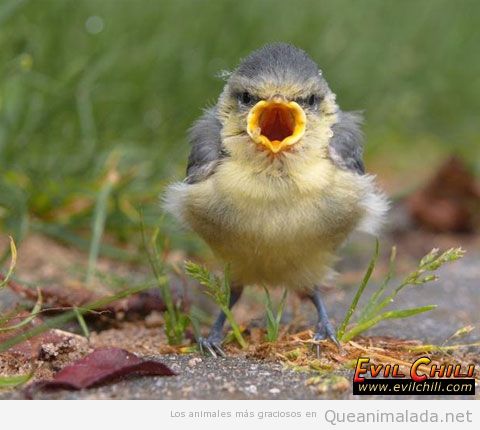 Pájaro real muy enfadado, es un Angry Bird de verdad