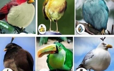 Los Angry Birds en la vida real