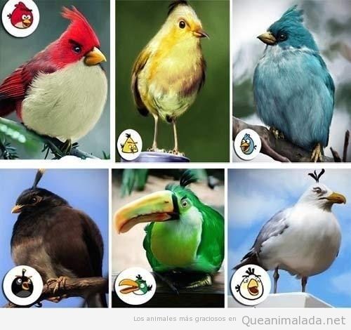 Pájaros de Angry Birds en la vida real
