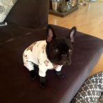 Bulldog francés negro con pijama