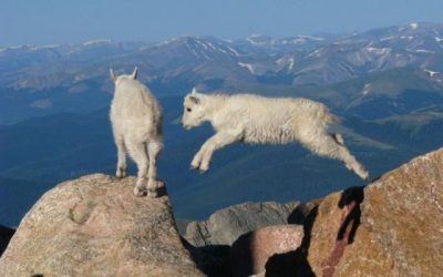 La cabra tira al monte… ¡y de que manera!