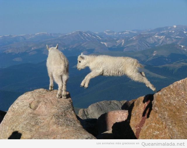 Dos cabras saltando en un pico muy alto de una montaña