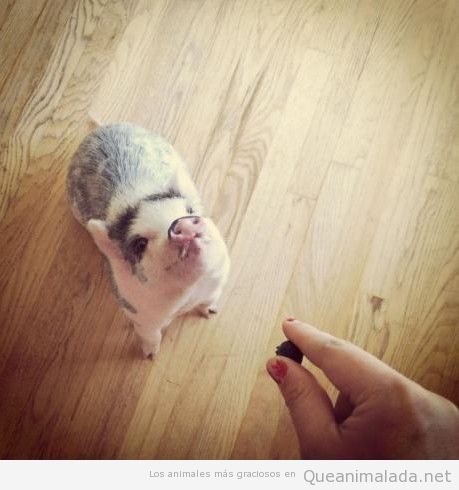 Cría de cerdo graciosa quiere comer un arándano