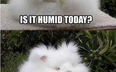 Problemas de pelo de los conejos