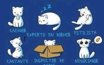 El Currícculum de un gato