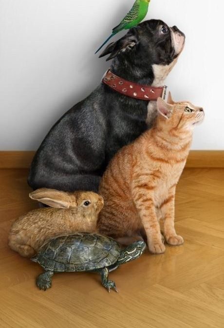 El equipo A de los animales, un perro, gato, conejo, tortuga y pájaro