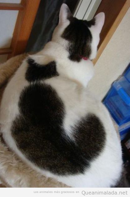 Foto curiosa de un gato blanco con una mancha de un gato negro en su espalda