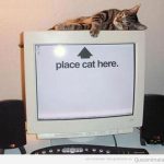 Fondo de escritorio de un ordenador con Place cat here, ponga un gato aquí