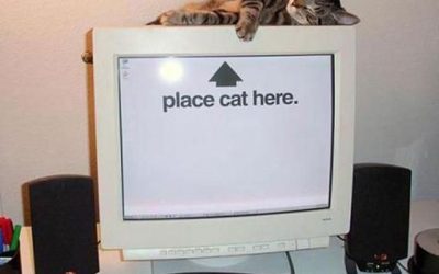 Quien tenga pantalla culona de ordenador y gato sabe que esto es cierto…