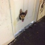 Perro con la cabeza metida en un agujero en una puerta parece Jack de El Resplandor