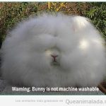 Foto divertida de un conejo blanco con el pelo encrespado