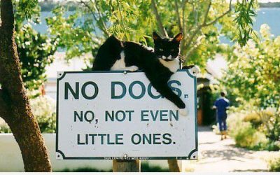 Prohibido perros. Sí, los pequeños también!