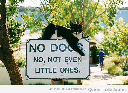 Foto graciosa de un gato encima de un cartel que pone prohibido perros