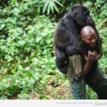 Gorila subido a caballito encima de un hombre
