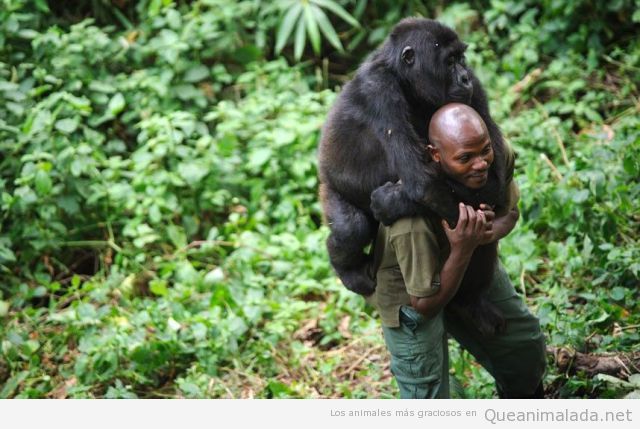 Gorila subido a caballito encima de un hombre
