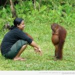 Foto divertida de un chimpancé con barriga