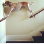 Perro gracioso bajando las escaleras por la barandilla
