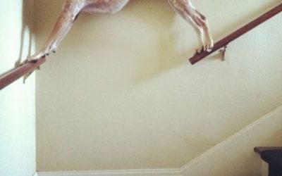 Perro bajando las escaleras freestyle