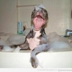 Perro gracioso dándose un baño con espuma