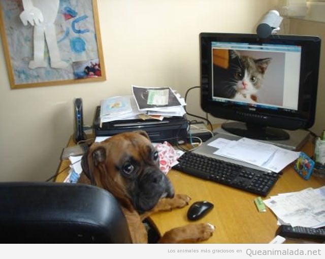 Foto de un perro y un gato viéndose por la webcam