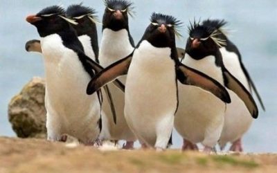 Qué pingüinos más modernos!