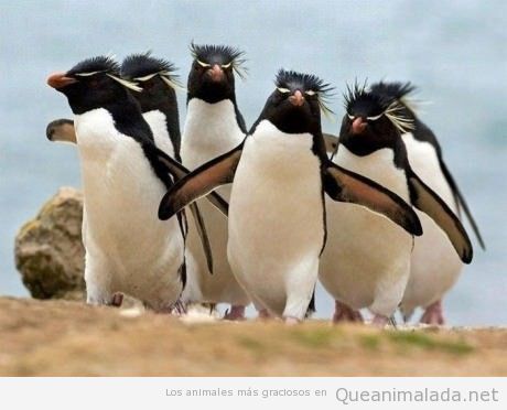 Foto graciosa de pingüinos con pelos de punta