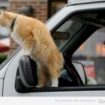 Gato subido entre la ventanilla y el retrovisor del coche