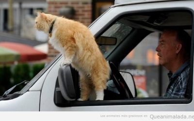 El mejor copiloto del mundo