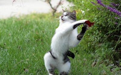 El gato que ha visto demasiadas veces Kill Bill…