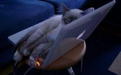 A los gatos también les gustan los Macs