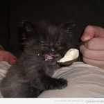 Gato pone cara graciosa cuando come una cucharada de yogur