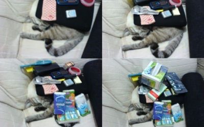 a ver cuántas cosas puedes poner encima de tu gato mientras duerme