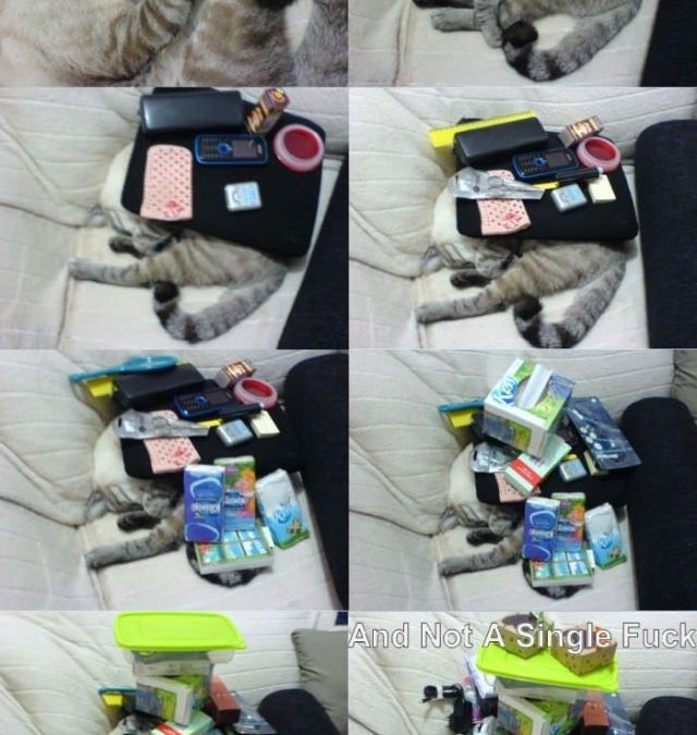 a ver cuántas cosas puedes poner encima de tu gato mientras duerme