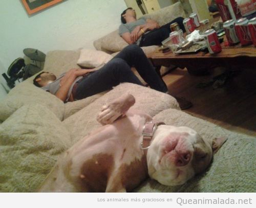 Perro y sus dueños dormidos en el sofá en la misma posición