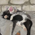 Foto graciosa de dos gatos durmiendo