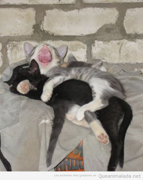 Foto graciosa de dos gatos durmiendo