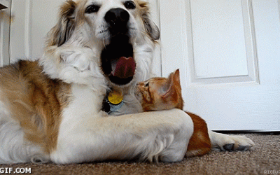 Ay, que se te come la lengua el gato!