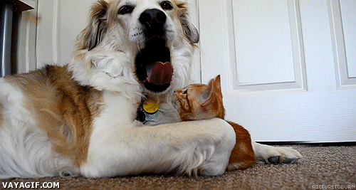 Ay, que se te come la lengua el gato!