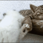 Gif animado gracioso de un gato durmiendo y otro que trata de despertarlo