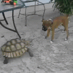 Gif divertido de un perro que huye de una tortuga gigante proque tiene miedo