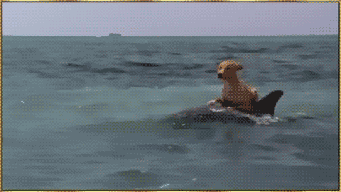 Gif de un perro navegando en el mar encima de un delfín